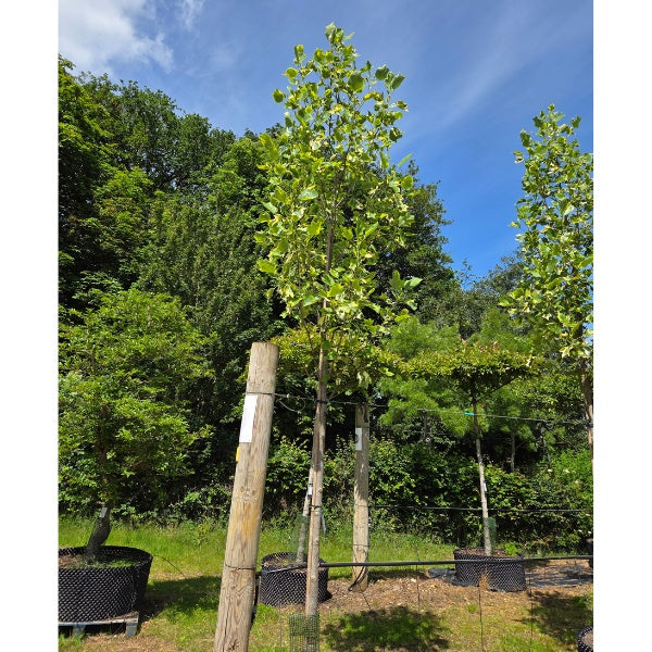 Liriodendron tul. 'Aureomarginatum'