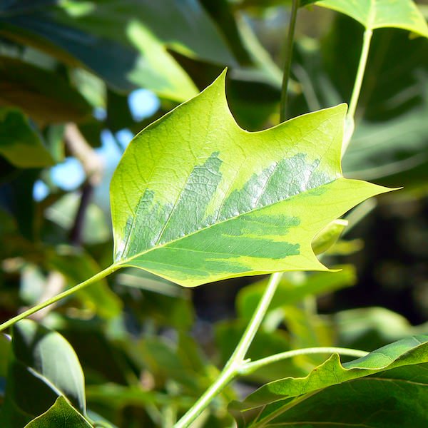 Liriodendron tul. 'Aureomarginatum'