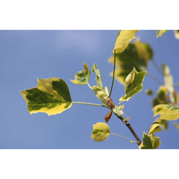 Liriodendron tul. 'Aureomarginatum'