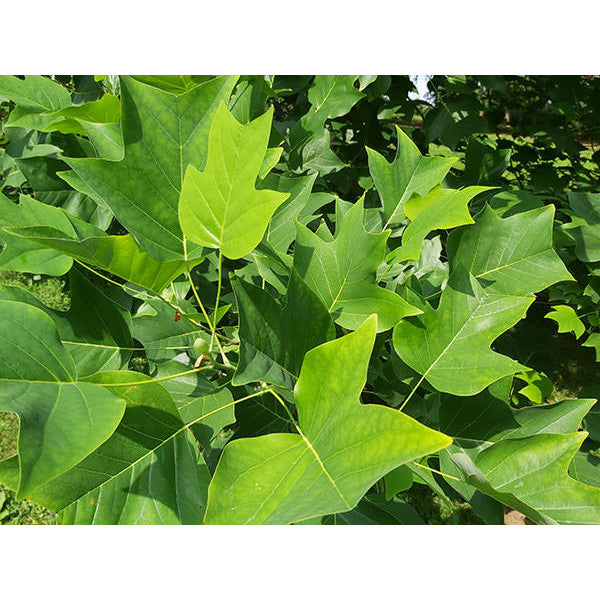 Liriodendron tulipifera
