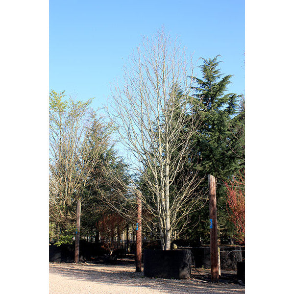 Liriodendron tulipifera