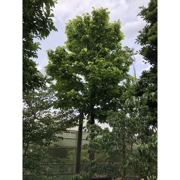 Magnolia acuminata