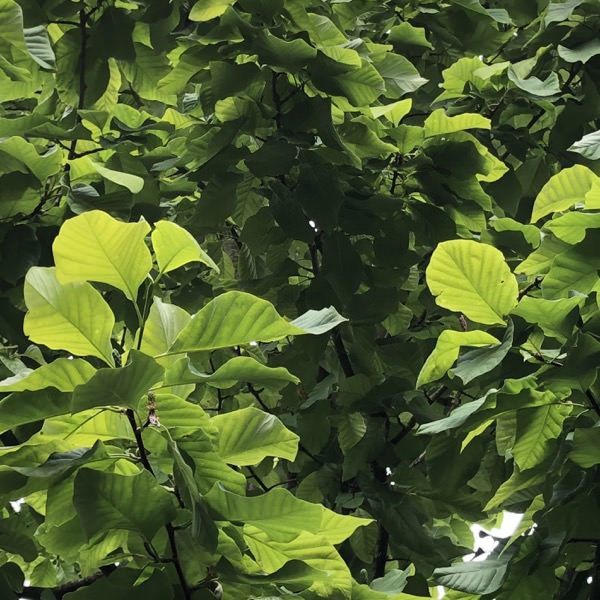 Magnolia acuminata