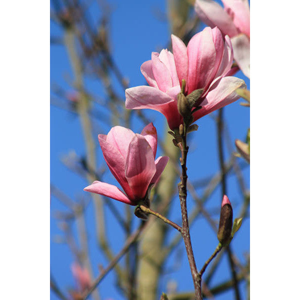 Magnolia 'Galaxy'