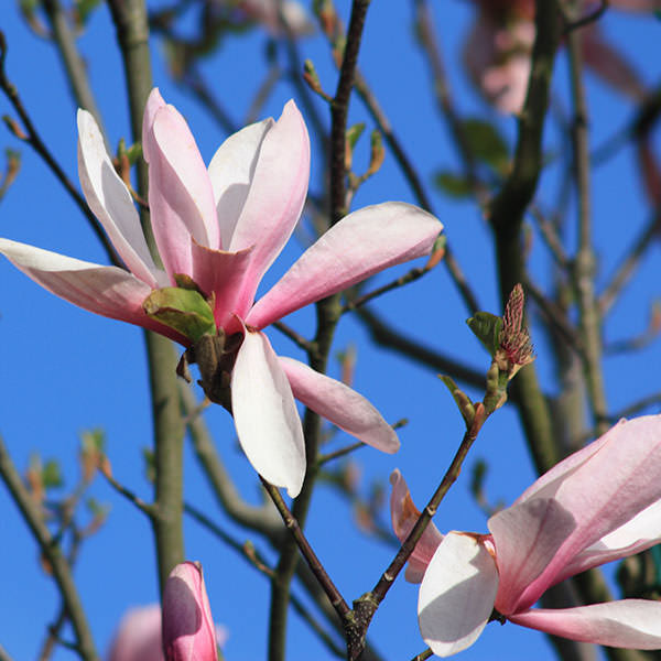 Magnolia 'Galaxy'