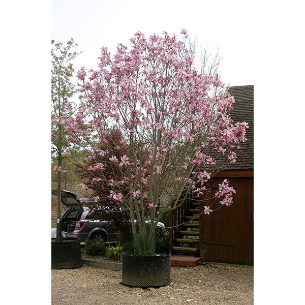 Magnolia 'Galaxy'