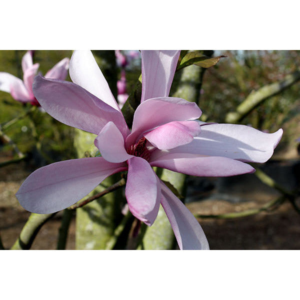 Magnolia 'Galaxy'
