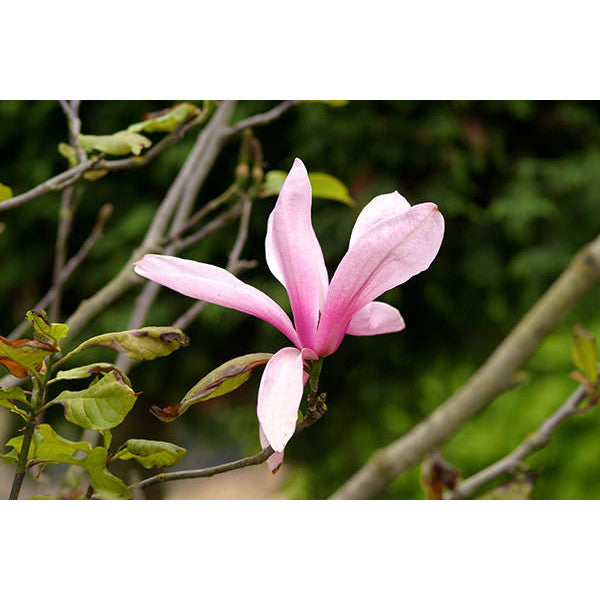 Magnolia 'Galaxy'