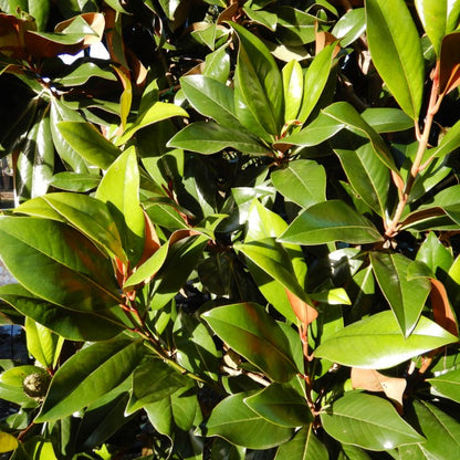 Magnolia grand. 'Gallissonnière'
