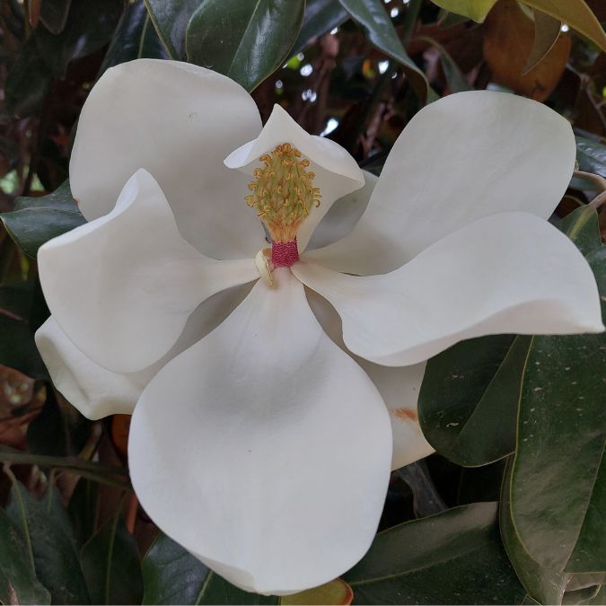 Magnolia grand. 'Goliath'