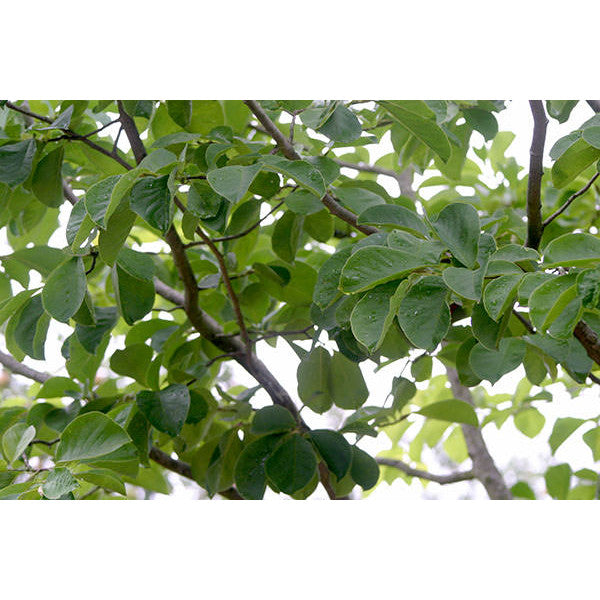 Magnolia kobus