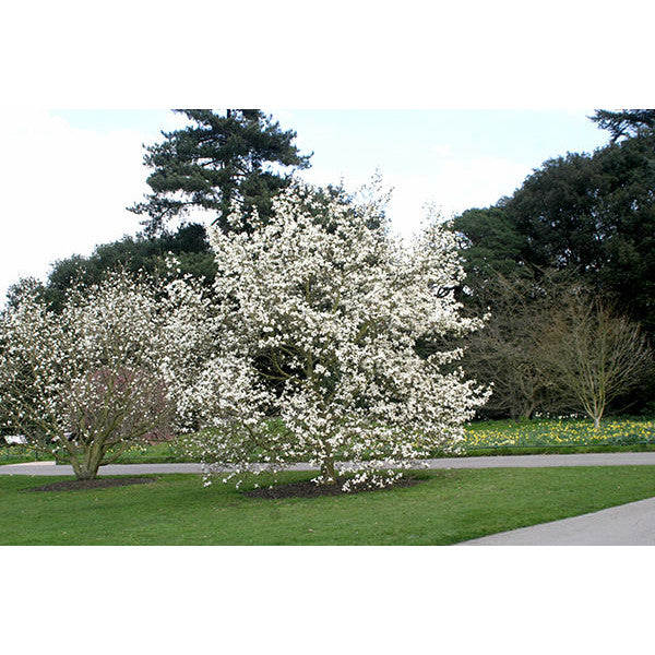 Magnolia kobus
