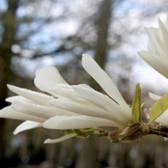 Magnolia kobus