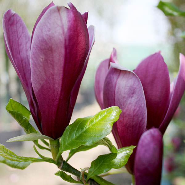 Magnolia liliiflora 'Nigra'