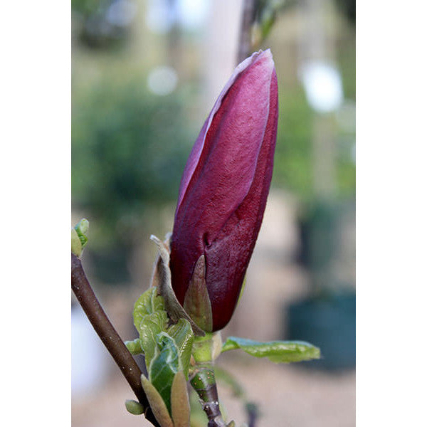Magnolia liliiflora 'Nigra'