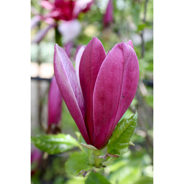 Magnolia liliiflora 'Nigra'