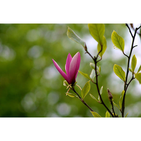Magnolia liliiflora 'Nigra'