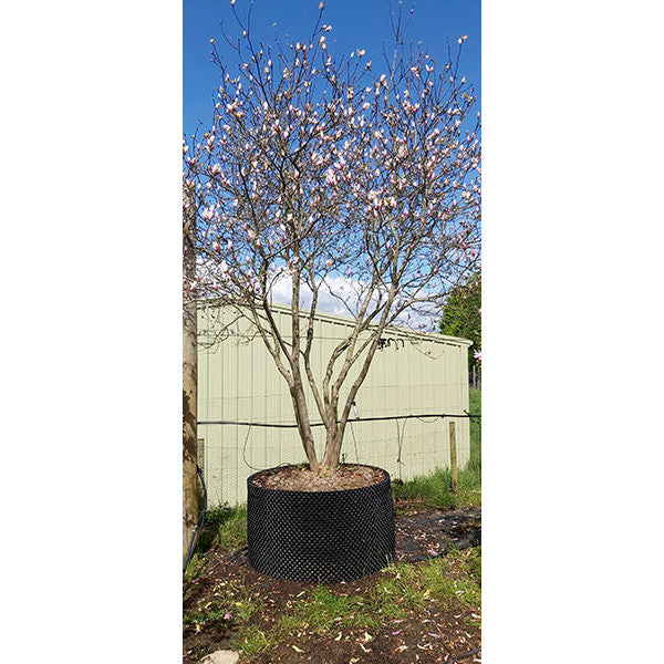 Magnolia liliiflora 'Nigra'