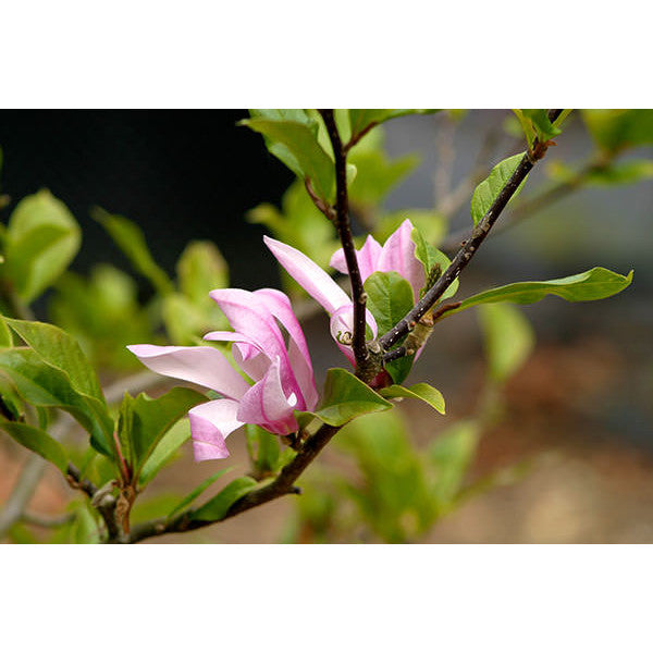 Magnolia liliiflora 'Nigra'
