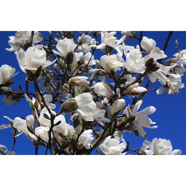 Magnolia x loebneri 'Merrill'