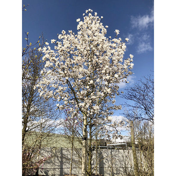 Magnolia x loebneri 'Merrill'