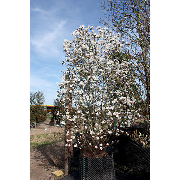 Magnolia x loebneri 'Merrill'