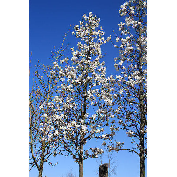 Magnolia x loebneri 'Merrill'