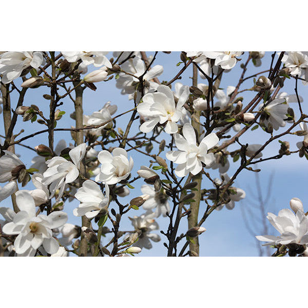 Magnolia x loebneri 'Merrill'