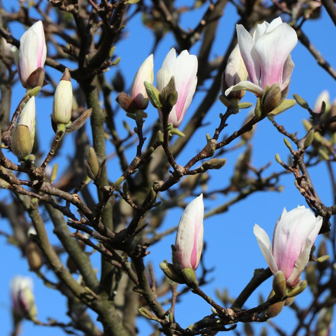 Magnolia x soulangeana 'Alba Superba'