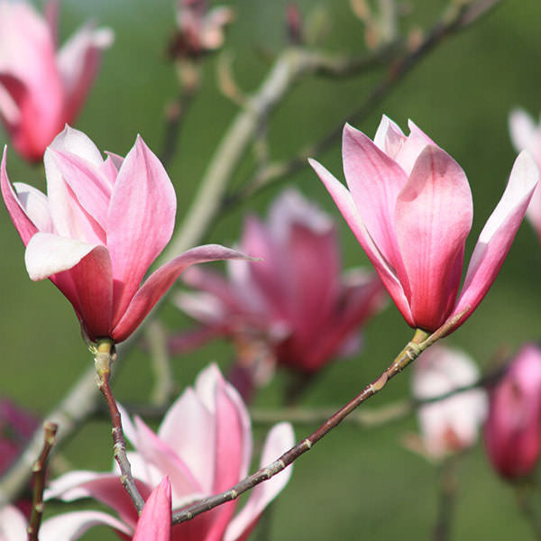 Magnolia 'Spectrum'