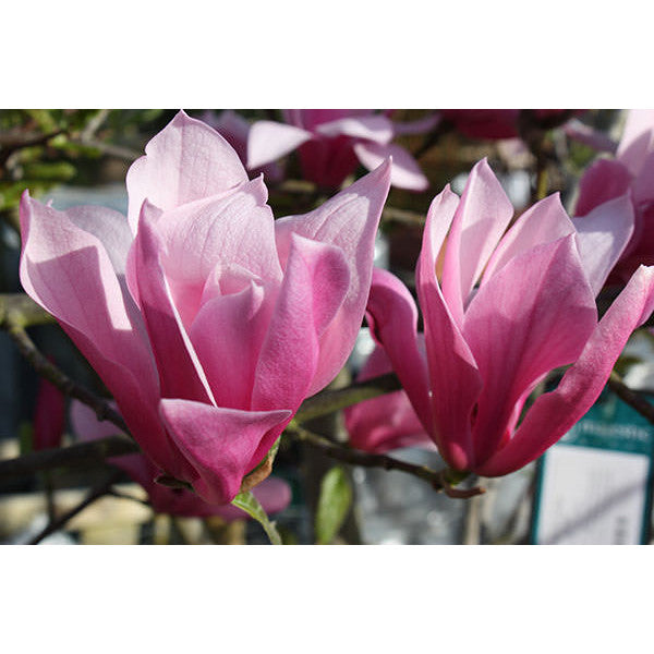 Magnolia 'Spectrum'
