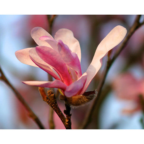 Magnolia 'Spectrum'