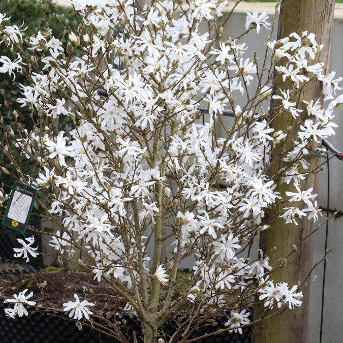 Magnolia stellata