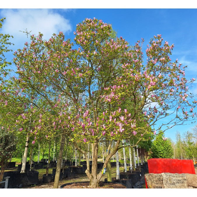 Magnolia 'Susan'
