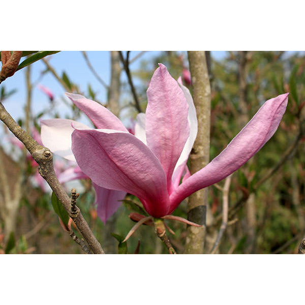 Magnolia 'Susan'