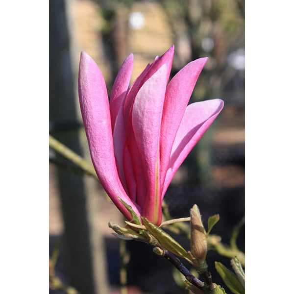 Magnolia 'Susan'