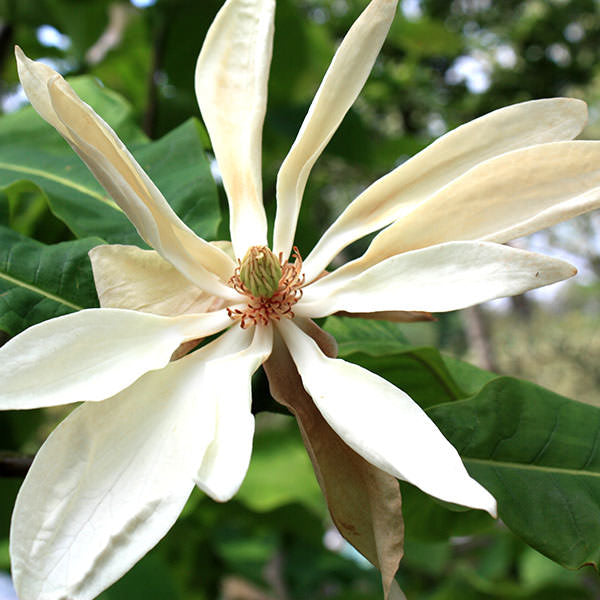Magnolia tripetala