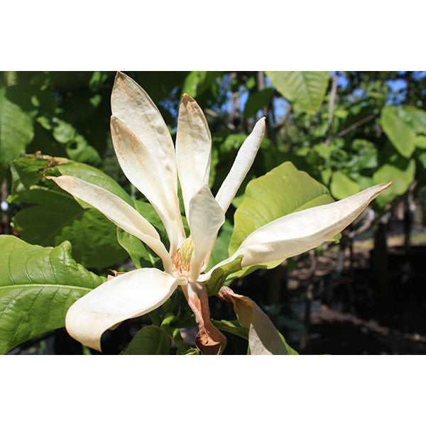 Magnolia tripetala