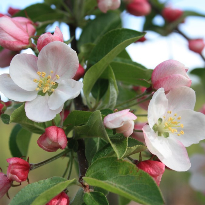 Malus 'Butterball'