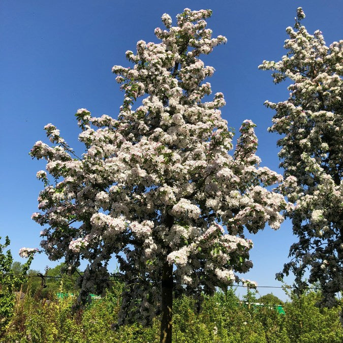 Malus 'Butterball'