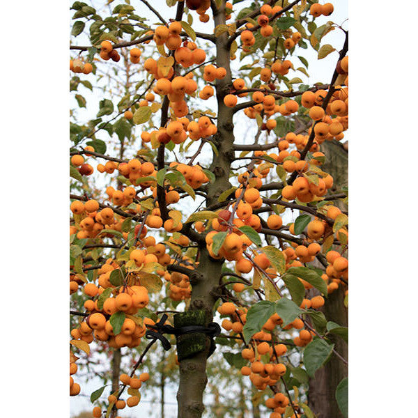 Malus 'Butterball'