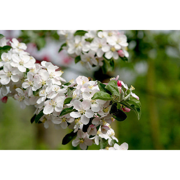 Malus 'Butterball'