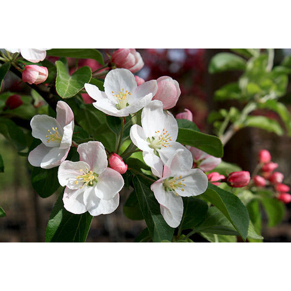 Malus 'Butterball'