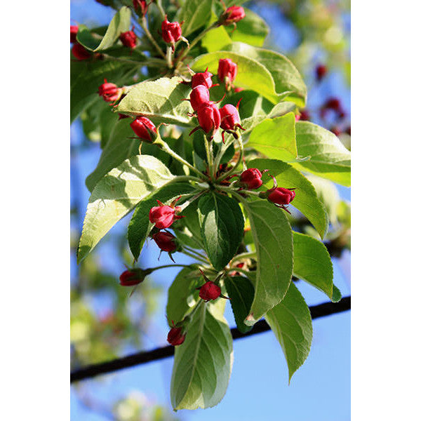 Malus 'Butterball'