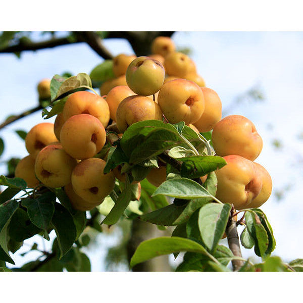 Malus 'Butterball'