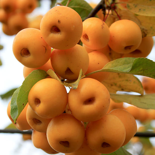 Malus 'Butterball'