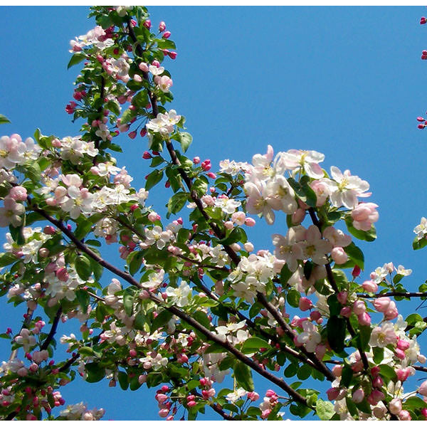Malus 'Butterball'