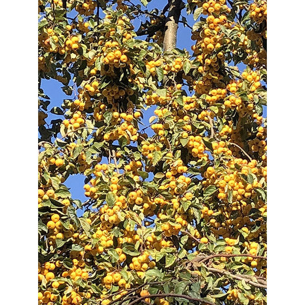 Malus 'Butterball'