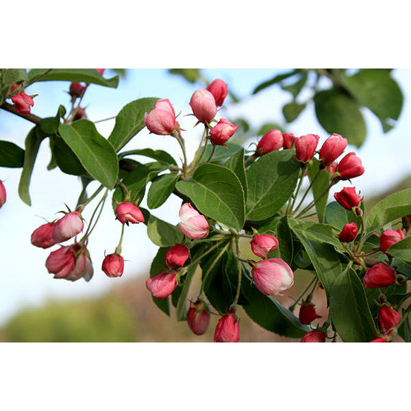 Malus 'Butterball'