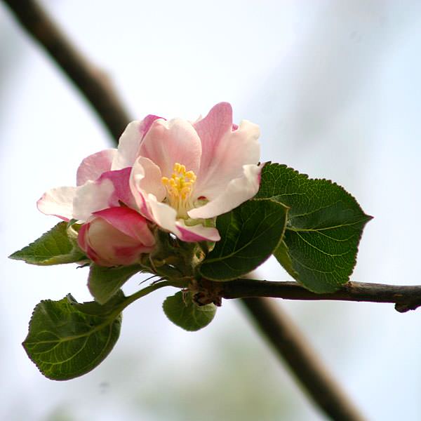 Malus d. 'Bramleys Seedling'